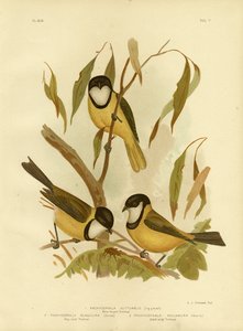 ホワイトスロートウィスラーまたはゴールデンウィスラー、1891年